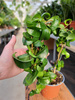 FICUS BOUCLE NA OBRĘCZY P11