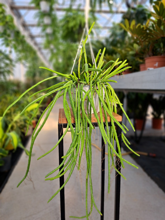 SELENICEREUS WERCKLEY P16