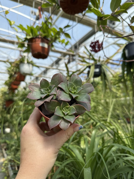 AEONIUM KIWI P8