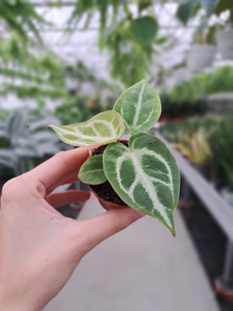 ANTHURIUM SILVER BLUSH P6