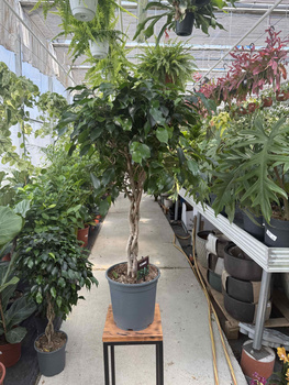 FICUS BENJAMINA DANIELLE NA PNIU P21