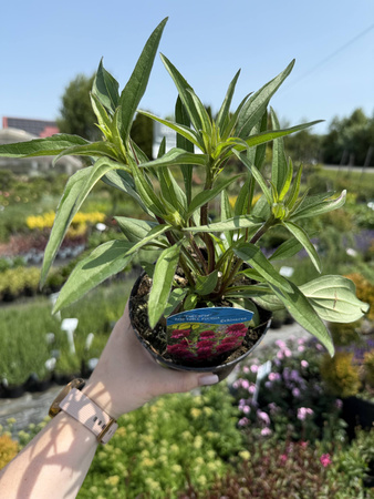 JEŻÓWKA 'PASO DOBLE FUCHSIA' P13