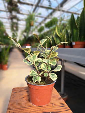 FICUS FIO00350 P12
