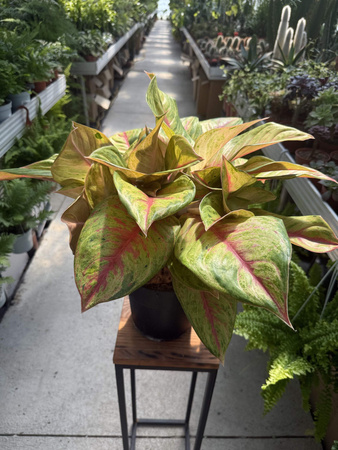 AGLAONEMA GALA RED P19