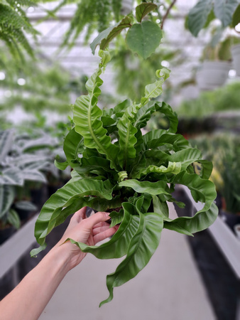 PAPROĆ ASPLENIUM HURRICANE P17