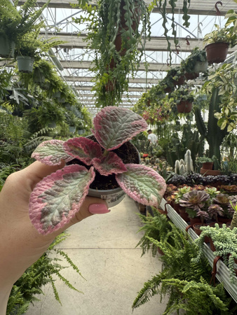 EPISCIA P6