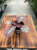 EPISCIA P6