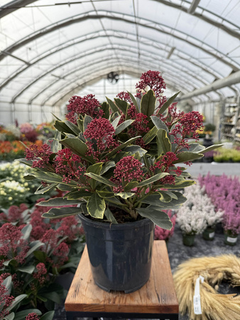 SKIMMIA PEROSA P17