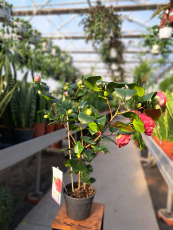 CAMELIA CZERWONA P15