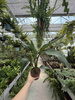 STRELITZIA REGINAE P12