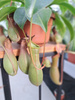 NEPENTHES MONKEY JARS - DZBANECZNIK P14