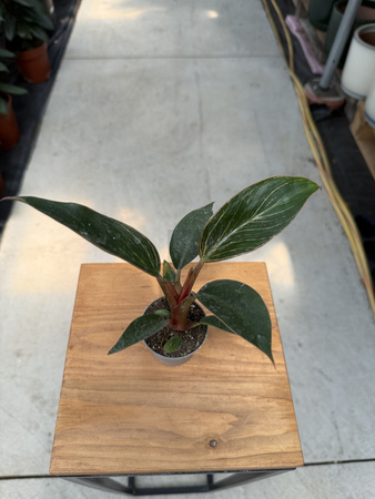 PHILODENDRON PINK BIKINI P6