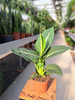 DIEFFENBACHIA GREEN MAGIC P12