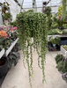SENECIO ROWLEYA P14