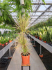DRACENA MARGINATA BICOLOR P21