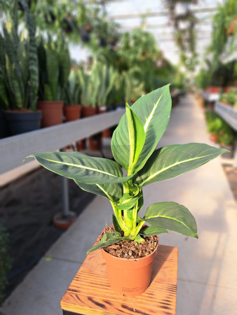 DIEFFENBACHIA GREEN MAGIC P12