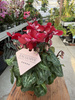 CYCLAMEN CZERWONY P10