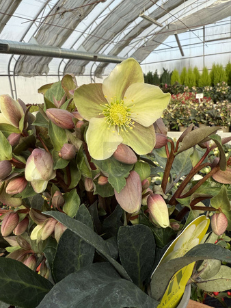 CIEMIERNIK VALERIA P14