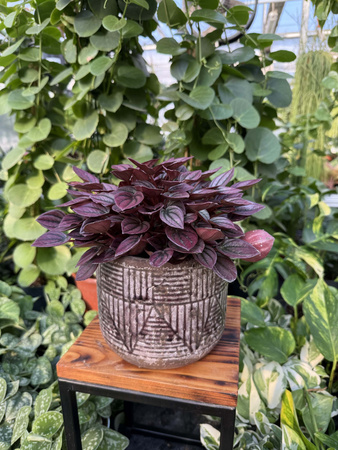 OSŁONKA LILI OLD PROSTA P16