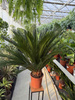 CYCAS P24