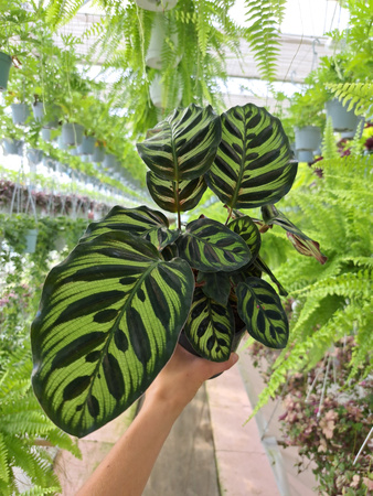 CALATHEA MAKOYONA P12