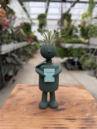 TILLANDSIA SCHOOL KIDS P1