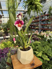 MILTONIOPSIS MIX P9