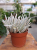 SENECIO MOUNT BLANC P10