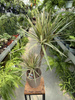 DRACENA MARGINATA BICOLOR P17