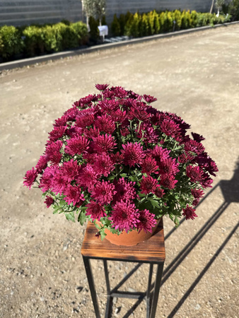 CHRYZANTEMA DROBNOKWIATOWA CIEMNORÓŻOWA