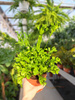 ASPLENIUM LESLIE P12