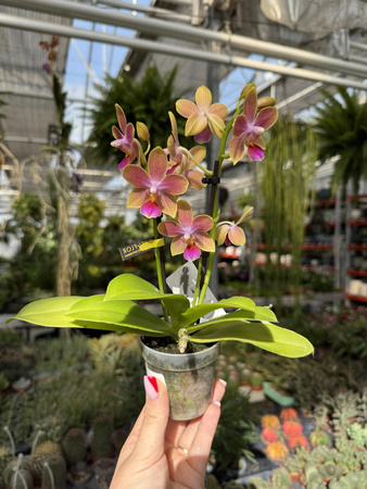 PHALENOPSIS YELLOW 2 TAK P7 MINI