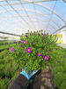 ASTER NOWOBELGIJSKI BELIVER PURPLE P13 -  DROBNY, PUSTY
