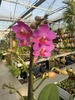 PHALENOPSIS PINK FLAMINGO P12