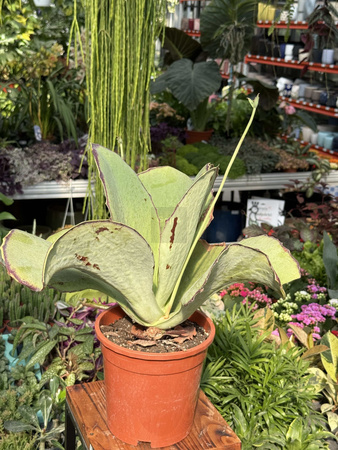 KALANCHOE SYNSEPALA P17