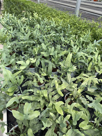 PAPROĆ PHLEBODIUM AUREUM BLUE STAR P13