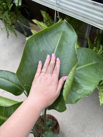 STRELITZIA NICOLAI P21