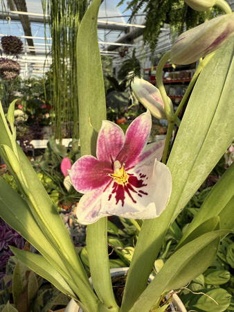MILTONIOPSIS MIX P9