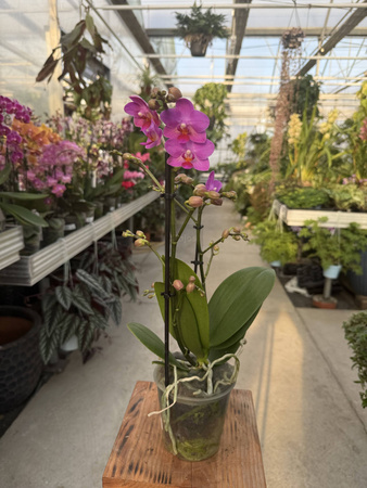 PHALENOPSIS PINK FLAMINGO P12