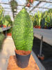 SANSEVIERIA MASONIANA WAVE FIN P10