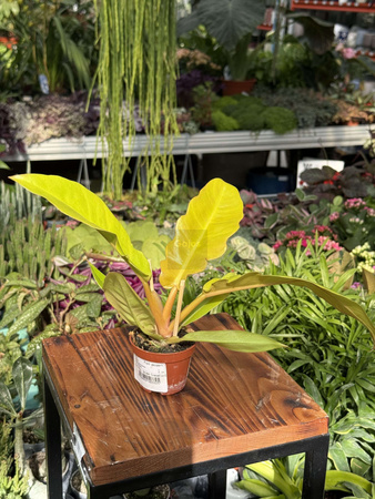 PHILODENDRON GOLDEN CROCODILE P6