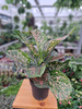 AGLAONEMA PINK LEOPARD P12