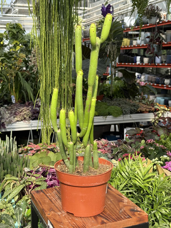 EUPHORBIA CEDORUM P13