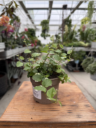 FICUS PUMILA WHITE SUNNY P9