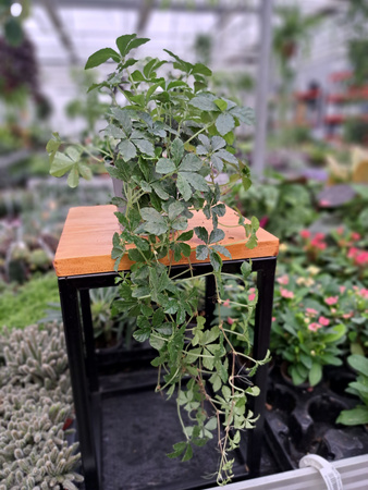 PARTHENOCISSUS - CISSUS STRIATA P9