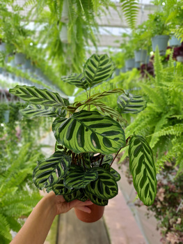 CALATHEA MAKOYONA P14