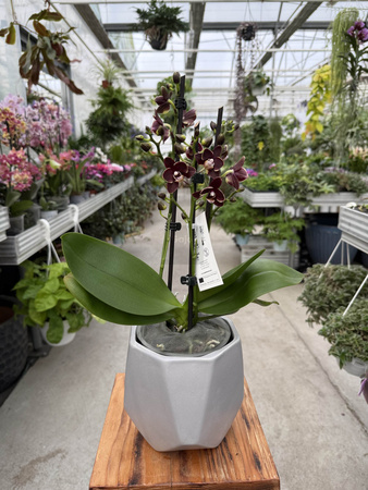 PHALENOPSIS BANANA CHOCOLATE P12