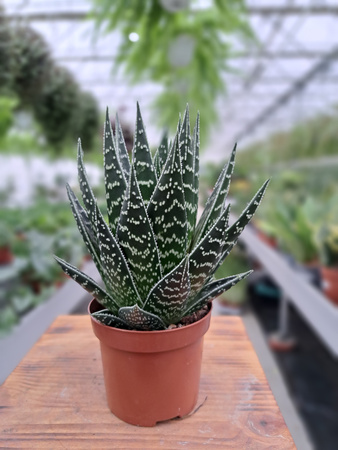 ALOE TIKI TAKI  P9