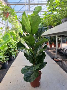 FICUS LYRATA P21