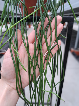 RHIPSALIS HEIDELBERG P11